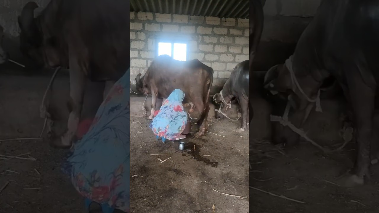 Order Video