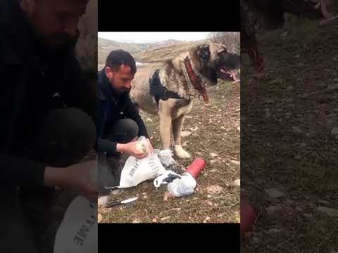 KÖPEK EVDEN ÇOBANA YEMEK GETİRİYOR #kangal #dog #animals #köpek #haberler #yemek