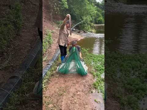 amazing net fishing traps bait using meat #fishing