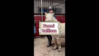 Fanni tallissa. #fannibanni #horse #shetlanninponi #pony #shettis