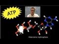 Understanding ATP: The Energy Currency of Life
