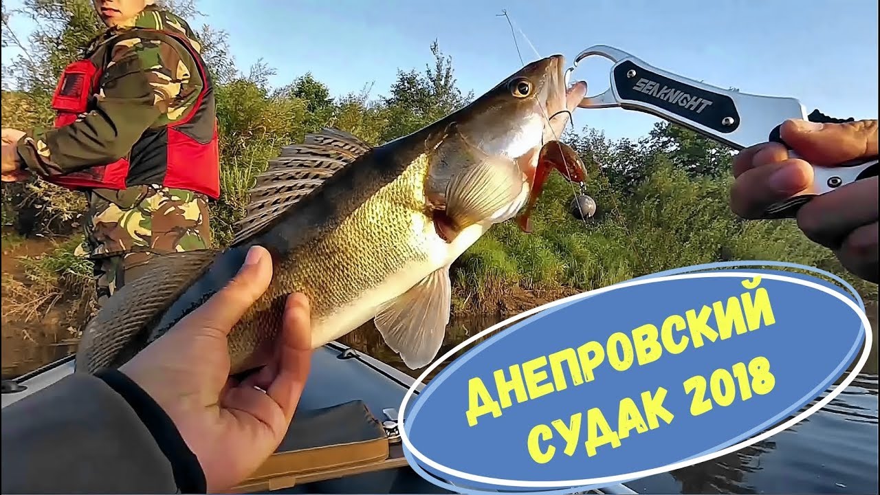 Днепровский СУДАК ещё жив. Рыбалка в августе 2018
