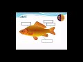 Fish Anatomy and Characteristics