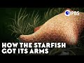 Echinoderm Evolution and Characteristics