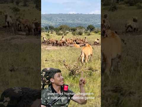 HIENAS COMENDO A CAÇA DAS LEOAS - Vida Animal Comentada