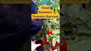 The Final Tomato Harvest of Summer | Garden Harvest