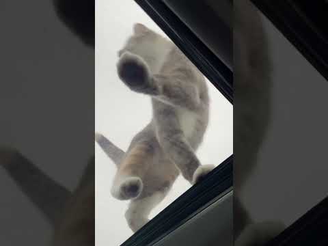 The Clingiest Cat on earth #cat # #imasurvivorsanctuary #animals