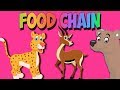 Food Chain and Energy Flow Concepts