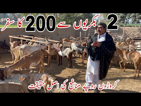 Reality of Goat Farming Bussiness by Faisal Zubair Chishtain Goat Farm #goat #farming #farmer