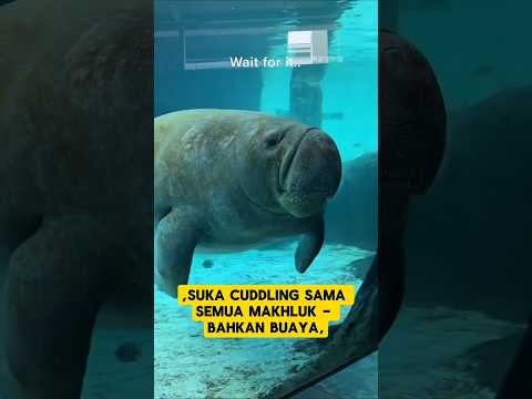 SI GEMUK INI BIKIN BUAYA JADI PTSD! 😱 Gara-Gara Suka Peluk-Peluk?