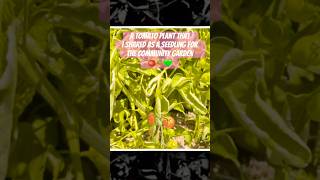 Community Garden Sharing | Tomato Plants