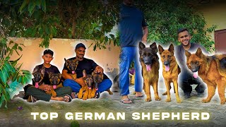 8 Top Quality German Shepherd Puppies from World Champion Bloodline🏆 Hidden Gem Breeder Near Karnal!