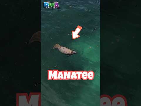 Kids Snorkel with a Manatee (Almost!) | Puerto Rico Adventure on Vieques Island