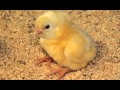 Identifying Sounds in Video