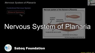 Nervous System of Planaria