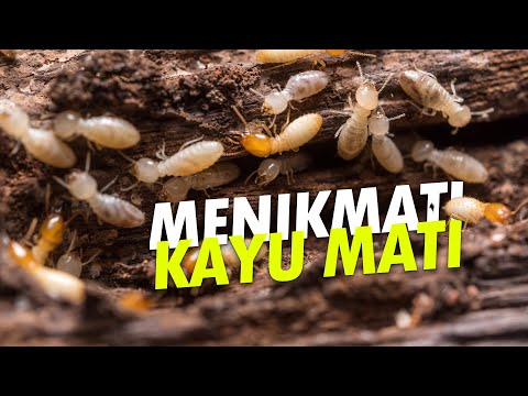 Rayap Merayap dalam Senyap #AlamSemenit