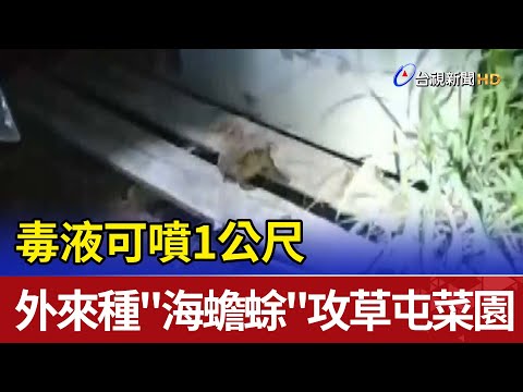 毒液可噴1公尺 外來種"海蟾蜍"攻草屯菜園 - YouTube(1分39秒)