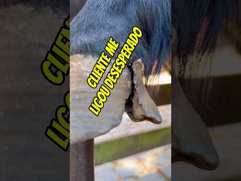 Cliente estava desesperado #cavalo #cascos #viralvideo