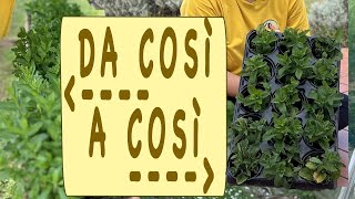 MENTA - coltivazione e propagazione