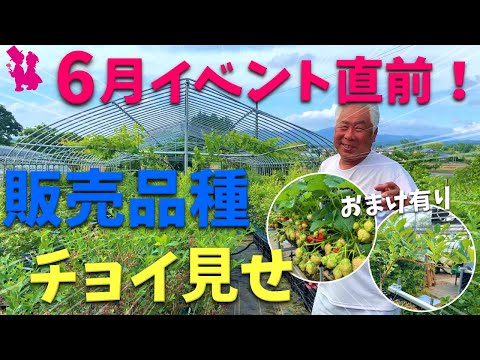 【6月21〜22日】ブルーベリー販売イベントの内容をチョイ見せします！