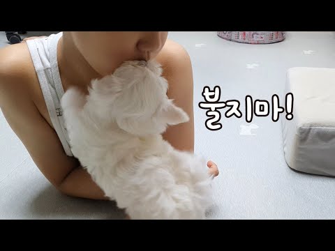 휘파람 때문에 화난 아기 강아지