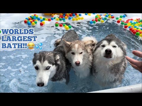 WORLDS LARGEST HUSKY BATH!😂.