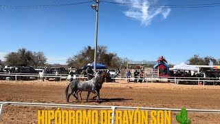DE LA SIERRA DE BADIRAGUATO SALE LA NEVADA❄️(mula) A ACLIMATARSE A RAYÓN SON 🌵🐎🌳🌿🇲🇽👑