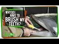 Understanding the Evolutionary Need for Brushing Teeth