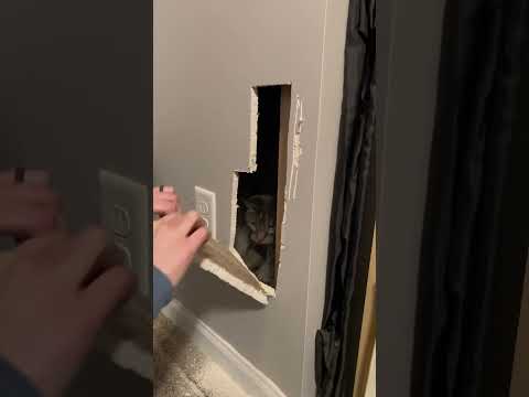 Rescuing A Kitty From Inside The Wall