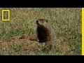 Groundhog Day Traditions and Facts