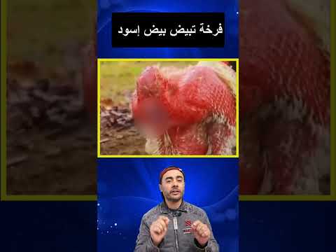 فرخة بيضاء تبيض بيض لونه اسود!!