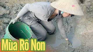 Lúa trổ đồng đồng báo hiệu mùa cá rô non lại đến Cô Gái Quê tát bắt cá cạn