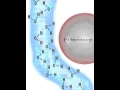 Understanding Water Molecules and Electric Charge
