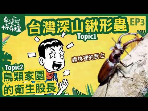 【台灣特有種】The small big 台灣深山鍬形蟲｜鳥類家園的衛生股長-林暐倫｜博恩｜ - YouTube