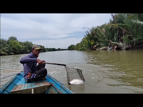 Ikan Barramundi nya ternyata di air surut,bakar ikan dan sayur keladi kepala Barramundi