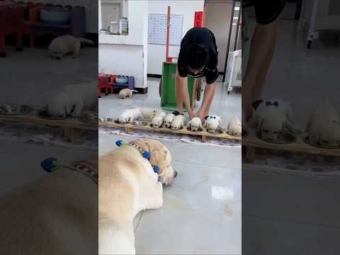 अंकल ने क्यूट पप्पी को खाना खिलाया 🤯🥹#shorts #dog #shortsfeed #shortsviral