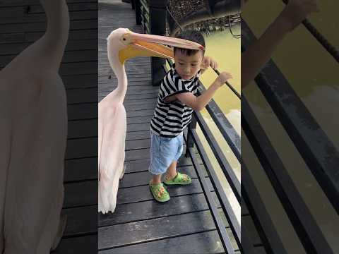 Funny or Scary Incident ? #funny #laugh  #funnyvideos