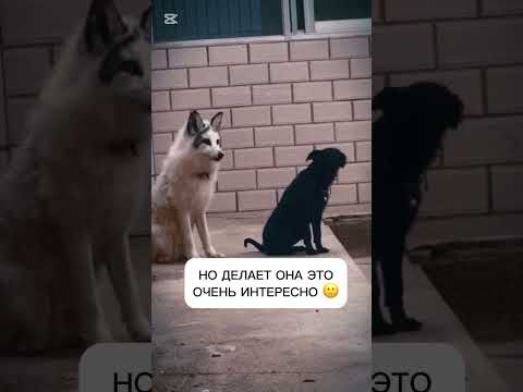 Лиса выросла среди собак и научилась лаять 🦊