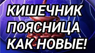 Лучшие в мире упражнения для кишечника, поясницы и похудения!