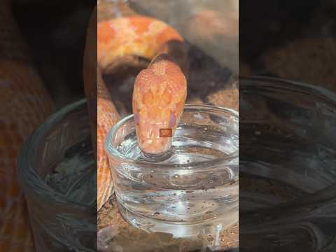 Snake drink water 🤯😯#tiktokeffects