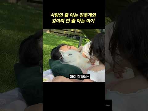 진돗개와 아기 3년 같이 키운 후기
