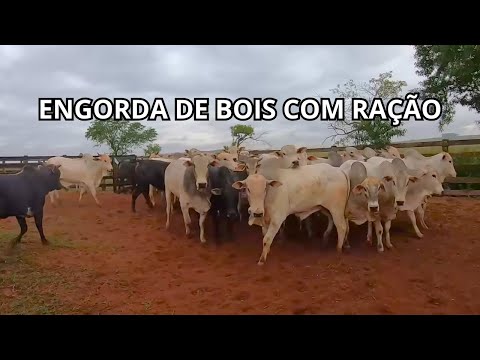 VALE A PENA ENGORDAR BOIS NO COCHO? VEJA O RESULTADO REAL EM 55 DIAS DE TRATO