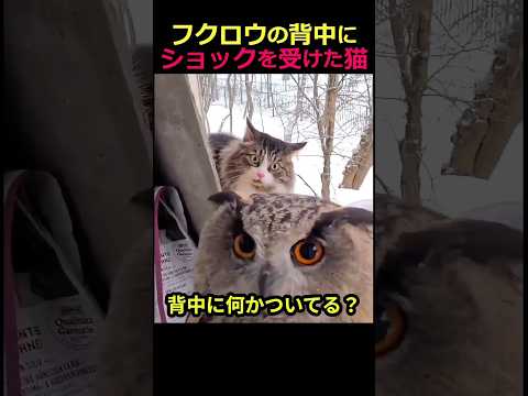 フクロウの背中にショックを受けた猫
