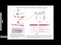Pbad Vector Mechanisms and Functions