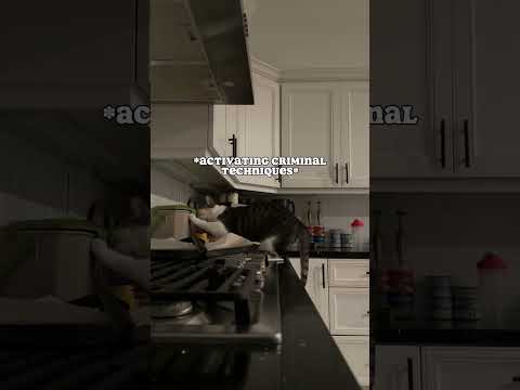 The criminal techniques. #catmom #catsbeingcats #hungrycat #catlife #catmeow #talkingcat #catmom