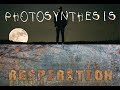 Photosynthesis and Cellular Respiration Concepts