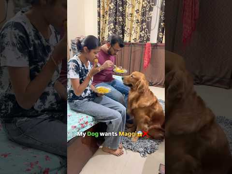 Instead made him Dog Friendly Noodles🥰 | Homemade Recipe | Pet Parents | Golden Retriever #shorts