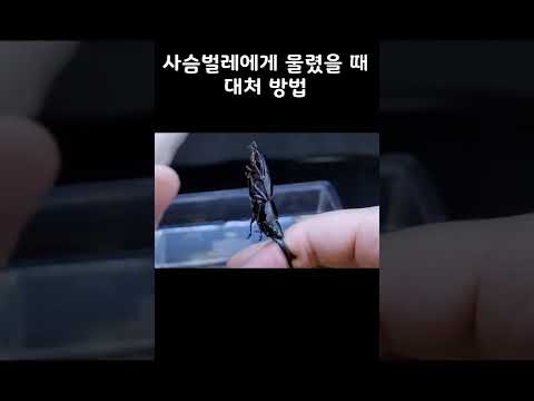 사슴벌레에게 물렸을 때 대처 방법 #shorts #쇼츠