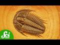 Trilobite Fossils and Their Historical Significance