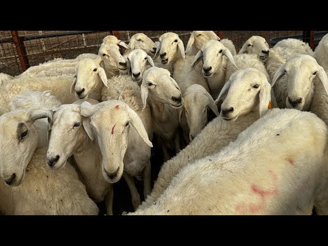 #أسعار #الأضاحي النجدي والنعيمي 🐏 با#المدينة_المنورة 🕌👌